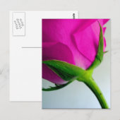 Bright Pink Rose Briefkaart (Voorkant / Achterkant)