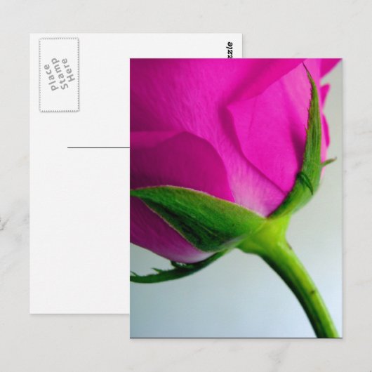 Bright Pink Rose Briefkaart (Voorkant / Achterkant)