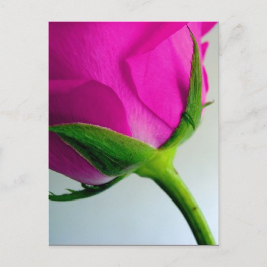 Bright Pink Rose Briefkaart (Voorkant)