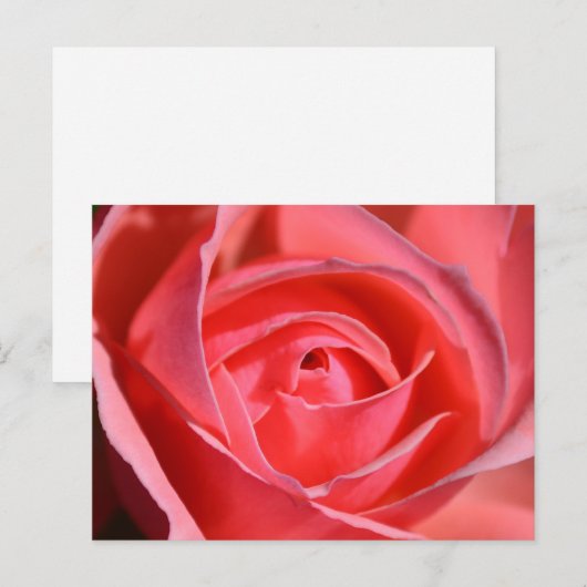 Bright Pink Rose Postcard Briefkaart (Voorkant / Achterkant)