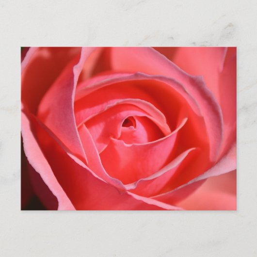 Bright Pink Rose Postcard Briefkaart (Voorkant)