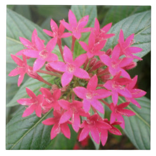 Bright Pink Tropical Flowers Tile Tegeltje