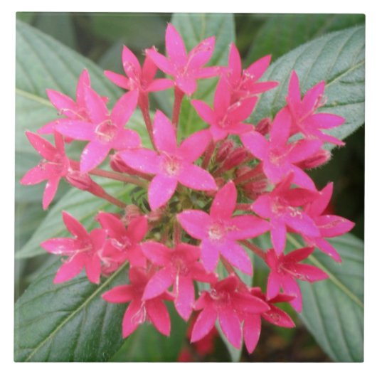 Bright Pink Tropical Flowers Tile Tegeltje (Voorkant)