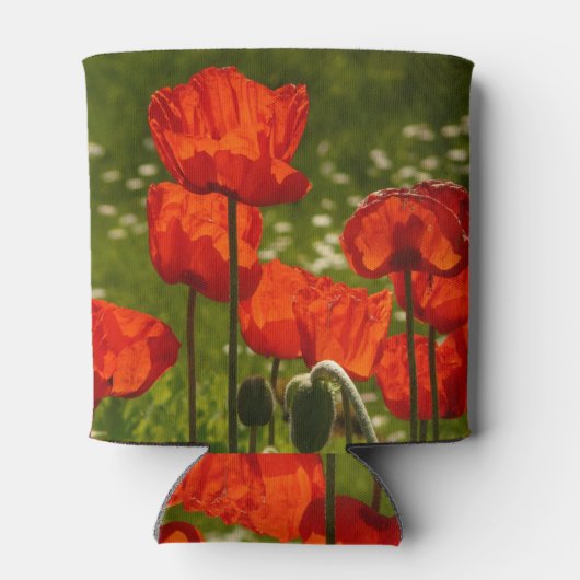 Bright Poppies Close Up Photo Blikjeskoeler (Achterkant)