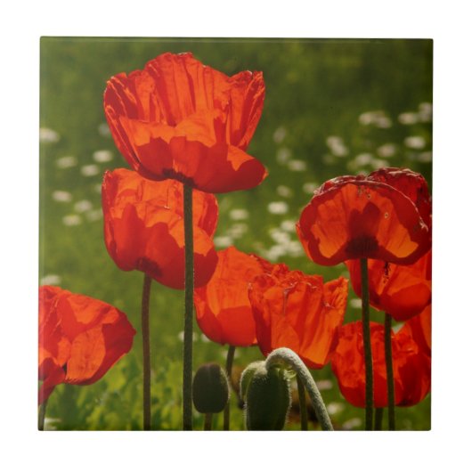 Bright Poppies Close Up Photo Tegeltje (Voorkant)