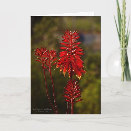 Bright Red Aloe Vera Flowers Kaart (Voorkant)