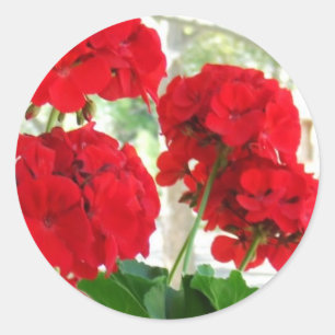 Bright Red Geraniums Stickers Groot Tuingeschenk