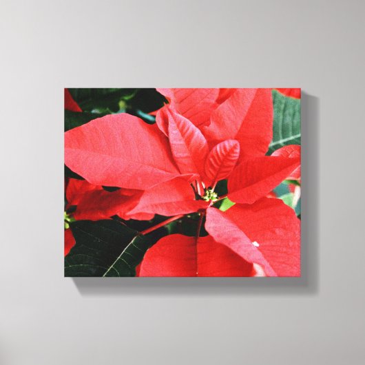 Bright Red Kerstmis Poinsettia Canvas Afdruk (Voorkant)