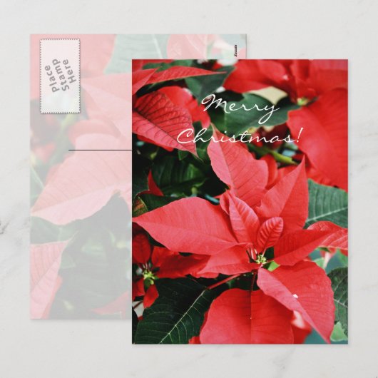 Bright Red Kerstmis Poinsettia Feestdagenkaart (Voorkant / Achterkant)