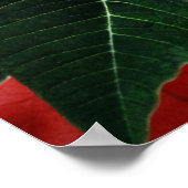 Bright Red Kerstmis Poinsettia Poster (Hoek)