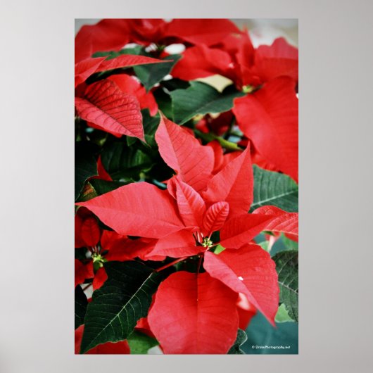 Bright Red Kerstmis Poinsettia Poster (Voorkant)