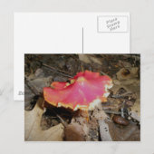 Bright Red Mushroom #1 Briefkaart (Voorkant / Achterkant)