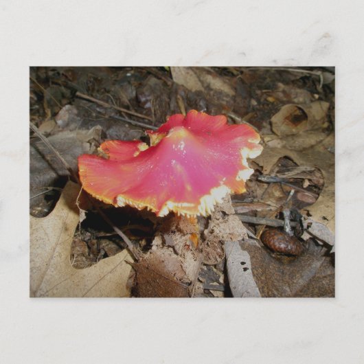 Bright Red Mushroom #1 Briefkaart (Voorkant)