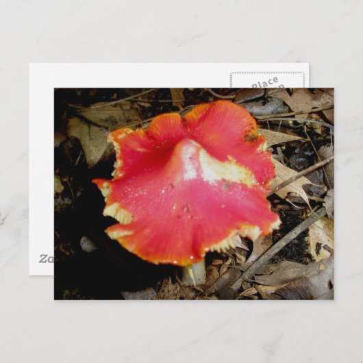Bright Red Mushroom Briefkaart (Voorkant / Achterkant)