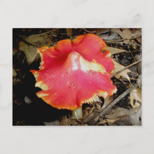 Bright Red Mushroom Briefkaart