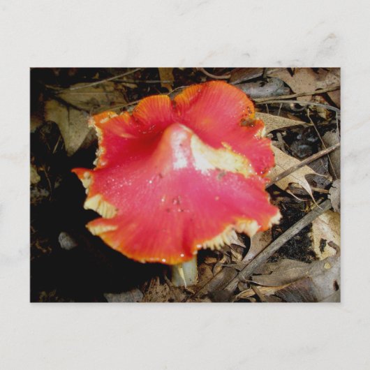 Bright Red Mushroom Briefkaart (Voorkant)