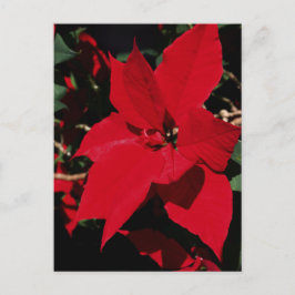 Bright Red Pointsettia Briefkaart
