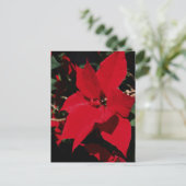 Bright Red Pointsettia Briefkaart (Staand voorkant)