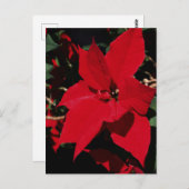 Bright Red Pointsettia Briefkaart (Voorkant / Achterkant)