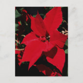 Bright Red Pointsettia Briefkaart (Voorkant)