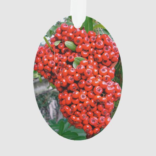 Bright Red Pyracantha Berries Ornament (achterkant)