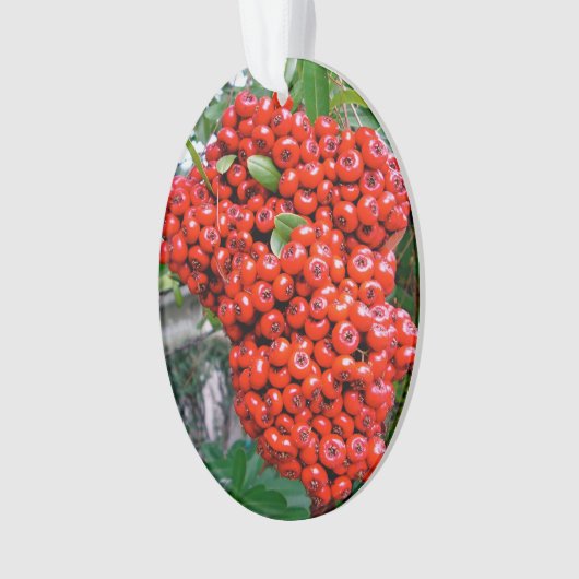 Bright Red Pyracantha Berries Ornament (voorkant)
