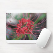 Bright Red Spider Lily - Lycoris radiata Muismat (Met muis)