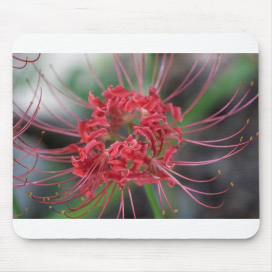 Bright Red Spider Lily - Lycoris radiata Muismat (Voorkant)