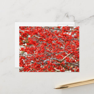 Bright Red Winterberries Holly Tree Berries Briefkaart