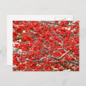 Bright Red Winterberries Holly Tree Berries Briefkaart (Voorkant / Achterkant)