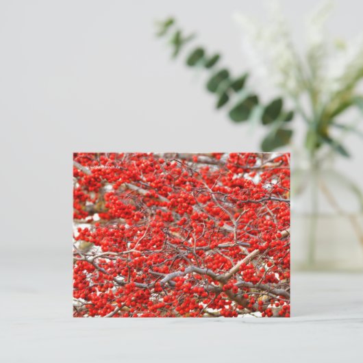 Bright Red Winterberries Holly Tree Berries Briefkaart (Staand voorkant)