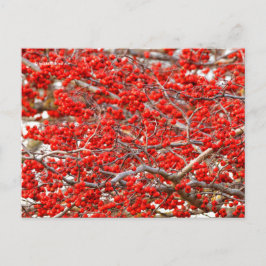 Bright Red Winterberries Holly Tree Berries Briefkaart