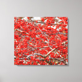 Bright Red Winterberries Holly Tree Berries Canvas Afdruk