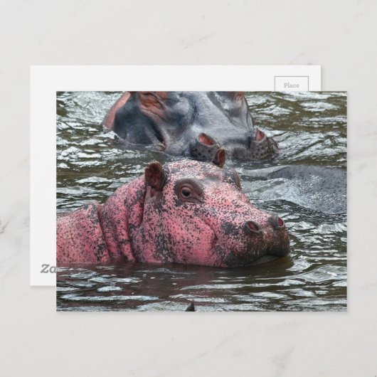 Bright Roze Hippo Briefkaart (Voorkant / Achterkant)