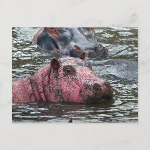 Bright Roze Hippo Briefkaart
