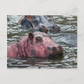 Bright Roze Hippo Briefkaart (Voorkant)