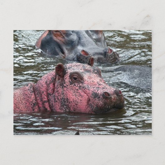 Bright Roze Hippo Briefkaart (Voorkant)