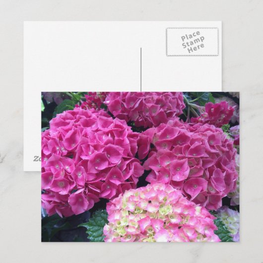 Bright roze hydrangea Flowers Briefkaart (Voorkant / Achterkant)
