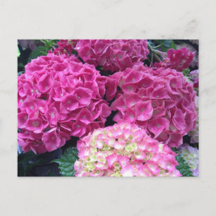 Bright roze hydrangea Flowers Briefkaart