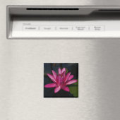 Bright roze Lotus Waterlily magnet (Insitu (Vaatwasser))