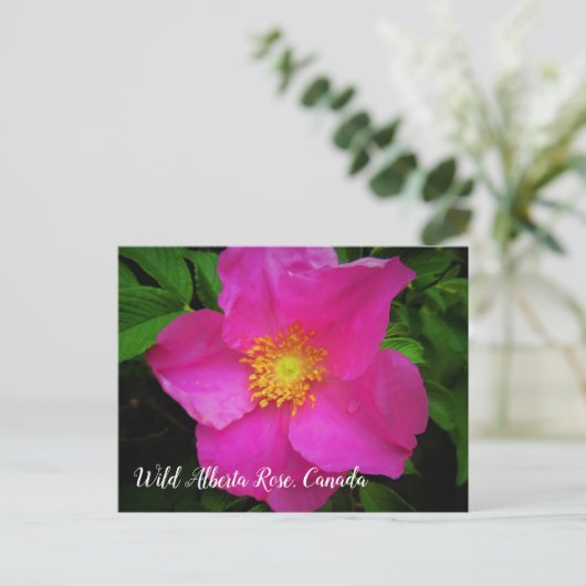 Bright roze Wild Alberta Roos Canada - Aangepaste  Briefkaart (Staand voorkant)
