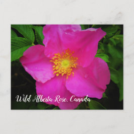 Bright roze Wild Alberta Roos Canada - Aangepaste  Briefkaart