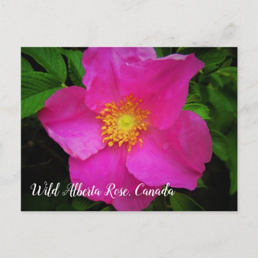 Bright roze Wild Alberta Roos Canada - Aangepaste  Briefkaart (Voorkant)