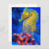 Bright Seahorse | Hippocampus Briefkaart (Voorkant / Achterkant)