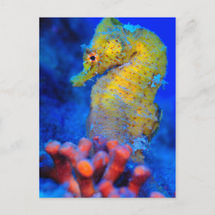 Bright Seahorse   Hippocampus Briefkaart