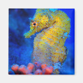Bright Seahorse | Hippocampus Magneet (Voorkant)