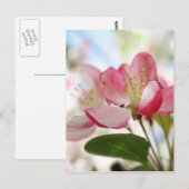 Bright Spring Apple Blossom Briefkaart (Voorkant / Achterkant)