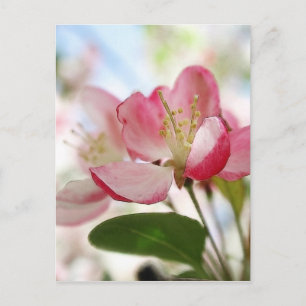 Bright Spring Apple Blossom Briefkaart