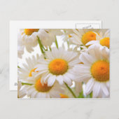 Bright Summer Daisies Flowers Briefkaart (Voorkant / Achterkant)