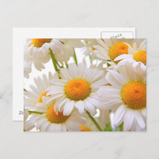 Bright Summer Daisies Flowers Briefkaart (Voorkant / Achterkant)